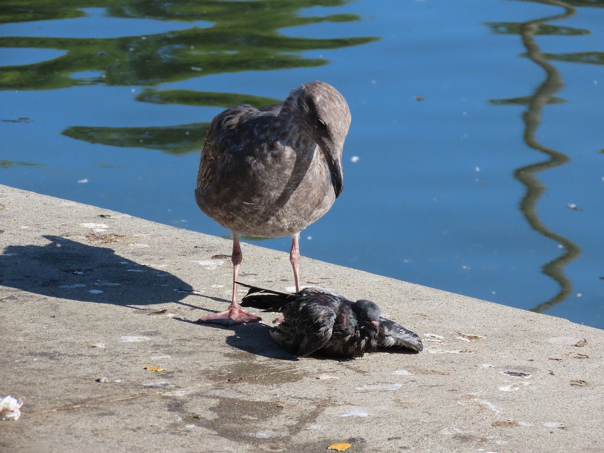 Batı Amerika Martısı - ML646261311