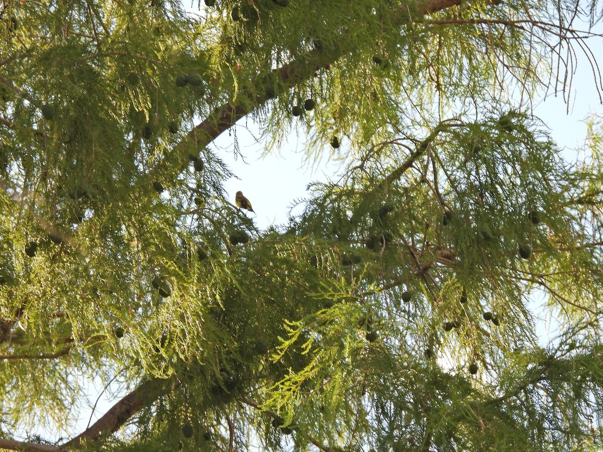 Macellan İsketesi - ML646261312