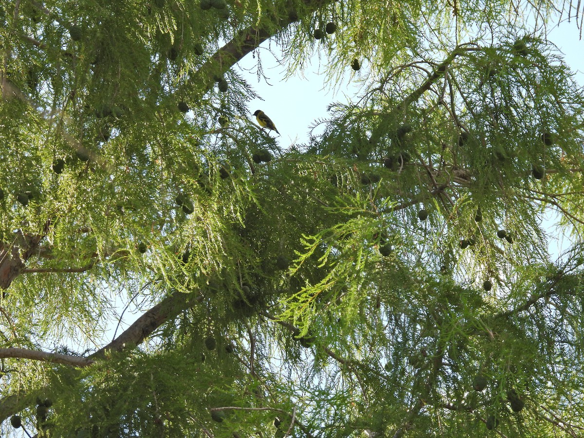 Macellan İsketesi - ML646261313