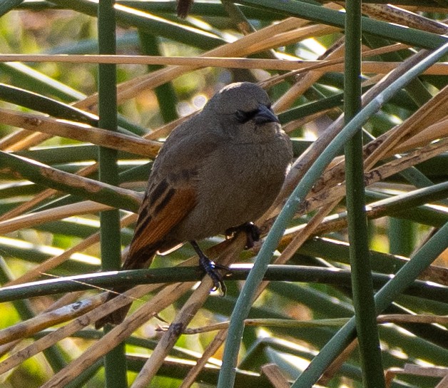 Gri İnekkuşu - ML646261314