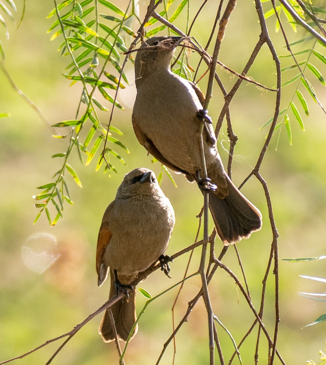 Gri İnekkuşu - ML646261315