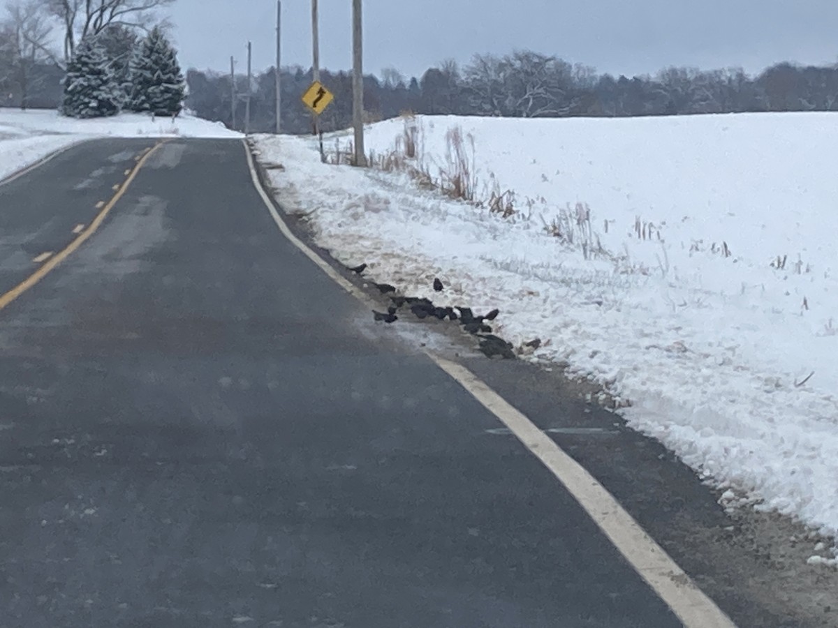 Braunkopf-Kuhstärling - ML646261316