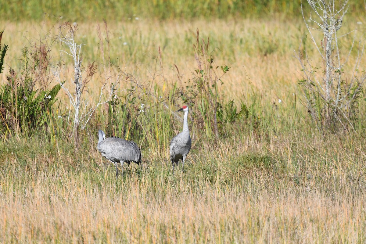 Kanada Turnası - ML646261318