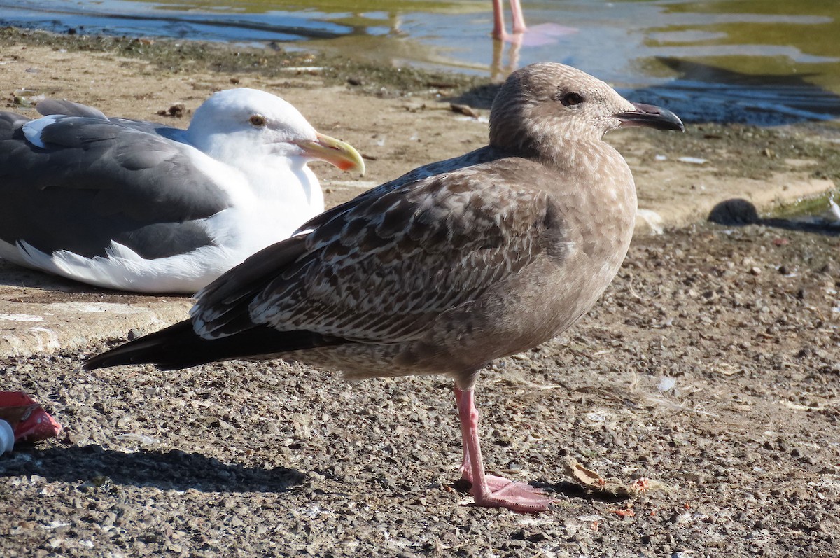 Amerika Gümüş Martısı - ML646261320