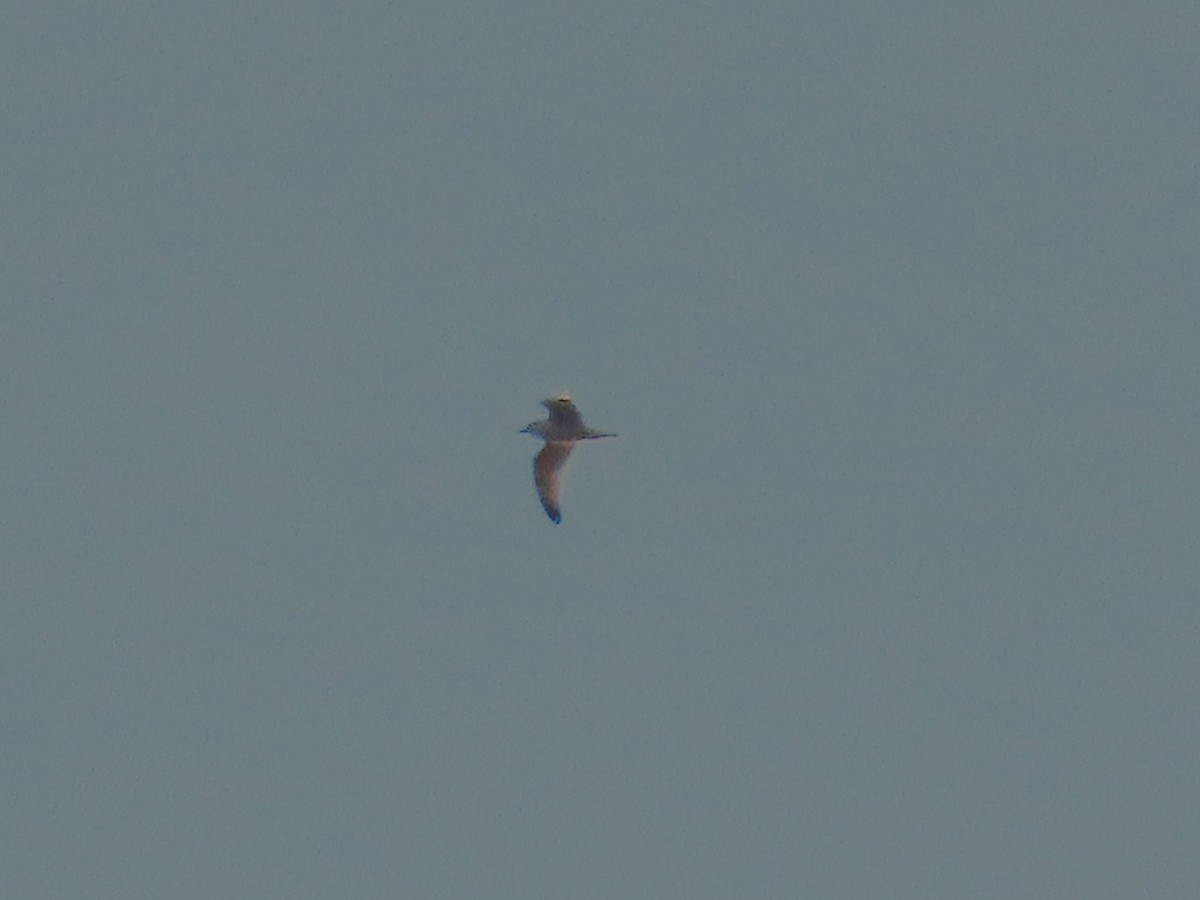 Halkalı Martı - ML646261321