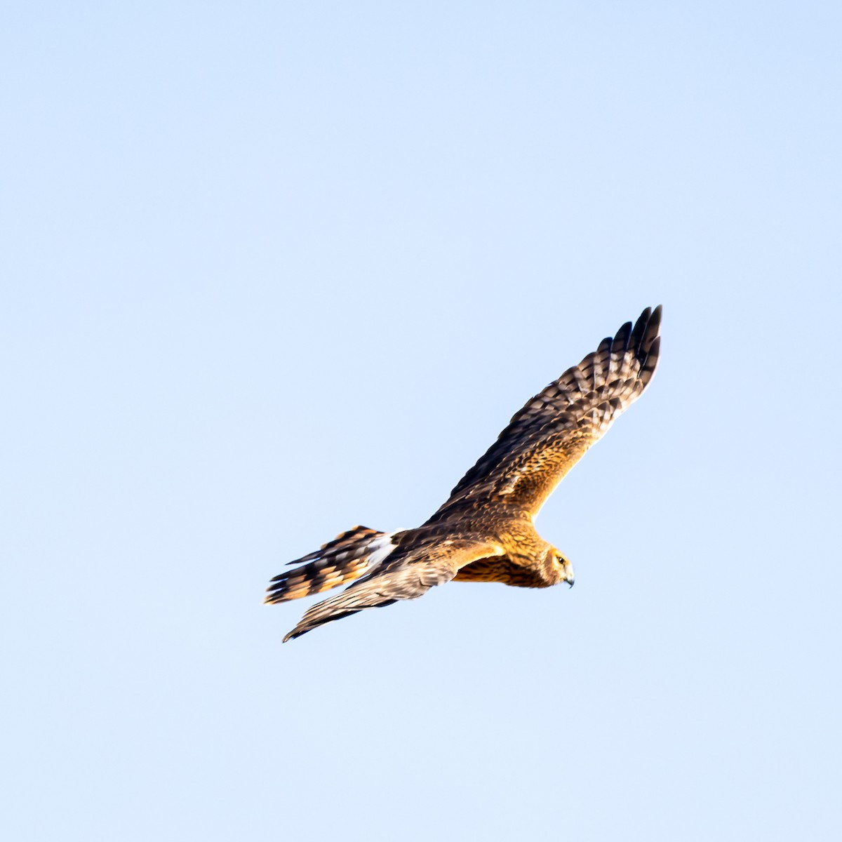 Amerika Delicesi - ML646261324