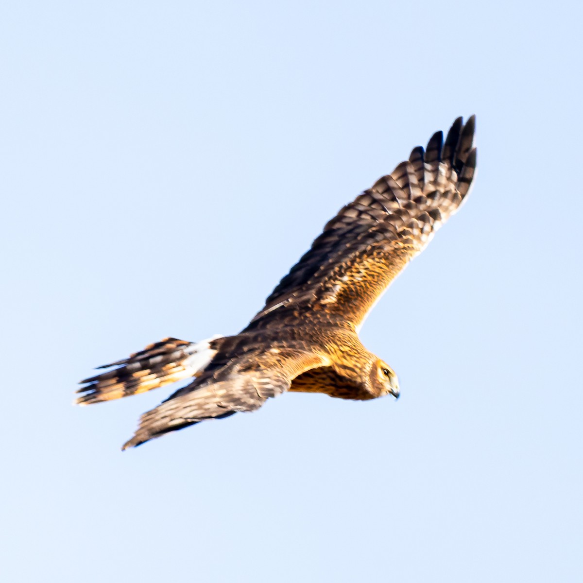 Amerika Delicesi - ML646261325