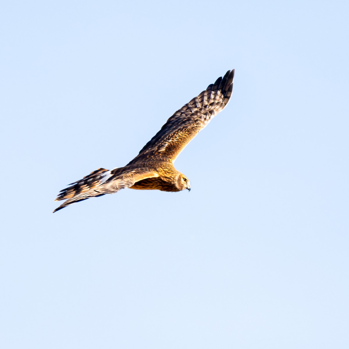 Amerika Delicesi - ML646261326