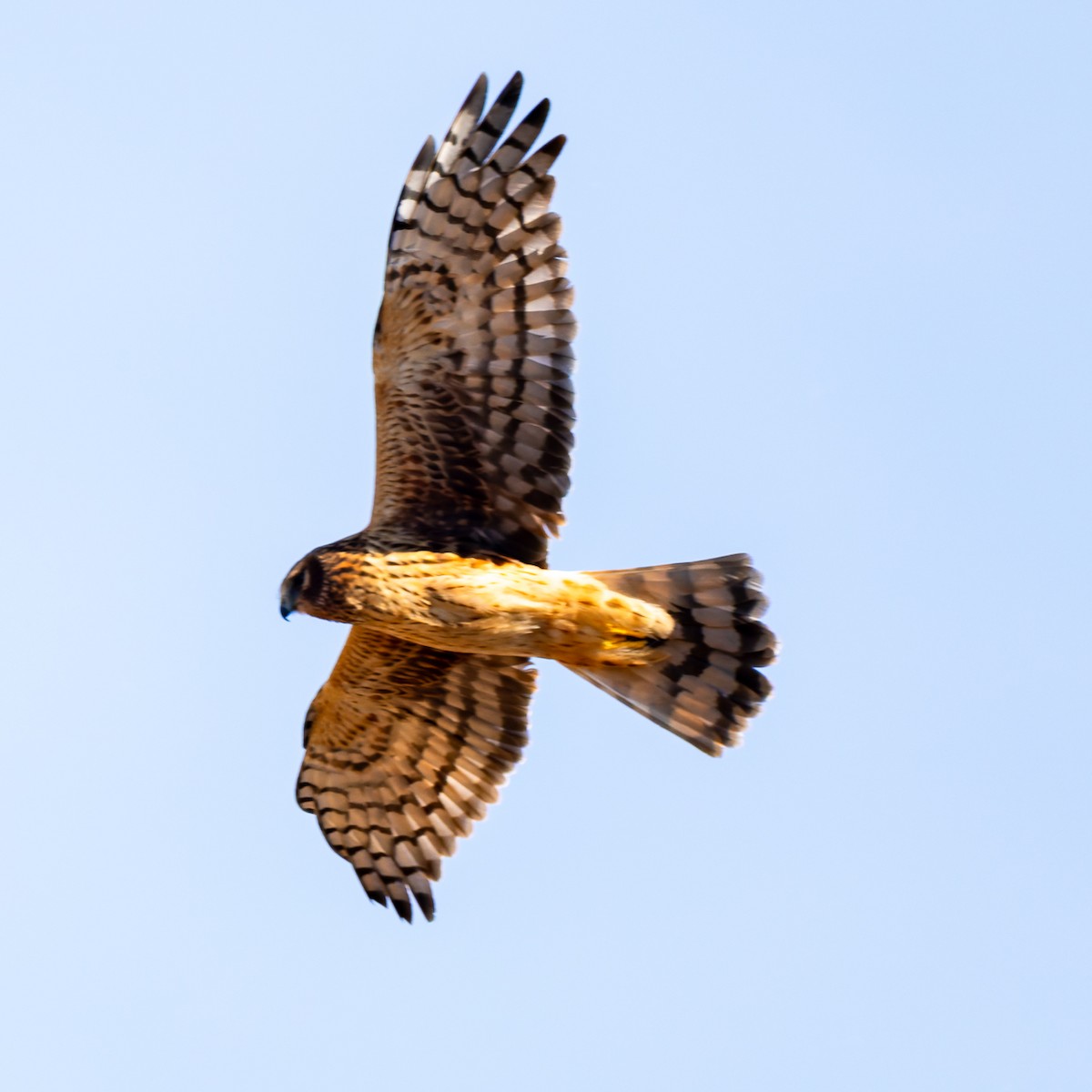 Amerika Delicesi - ML646261327