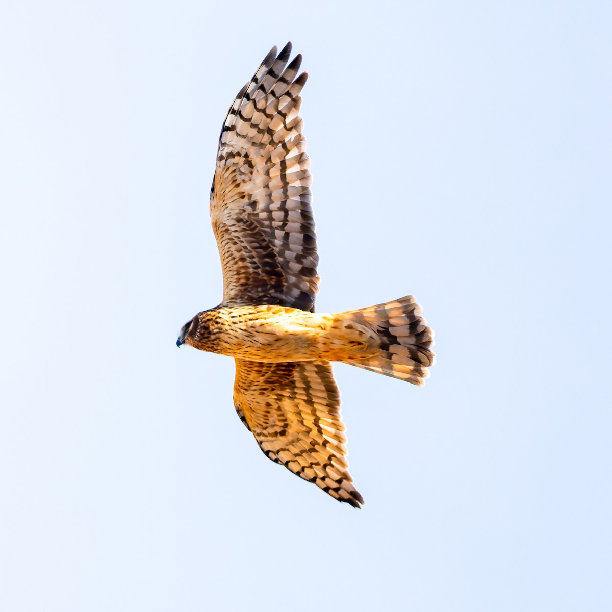 Amerika Delicesi - ML646261328