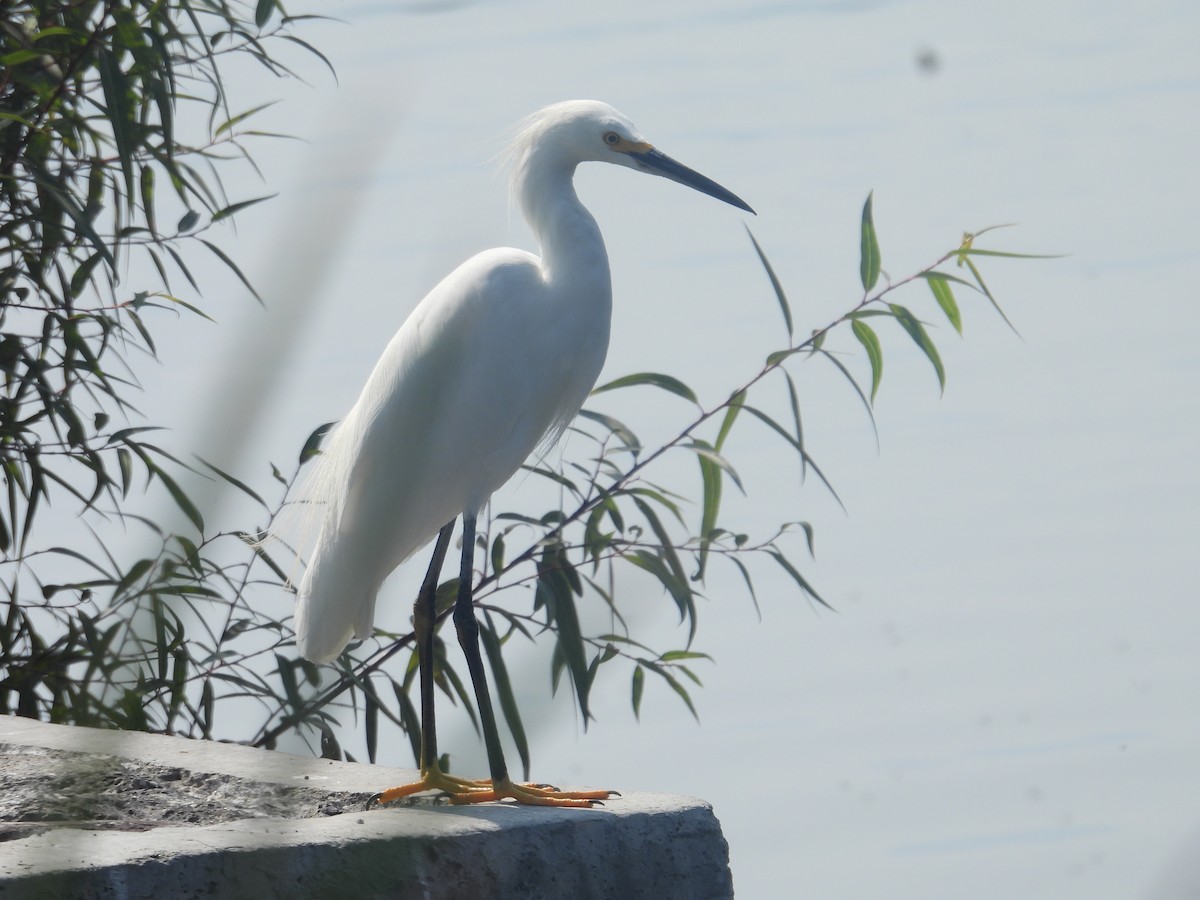 Karbeyaz Balıkçıl - ML646261329