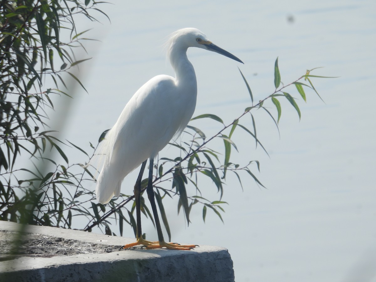 Karbeyaz Balıkçıl - ML646261330