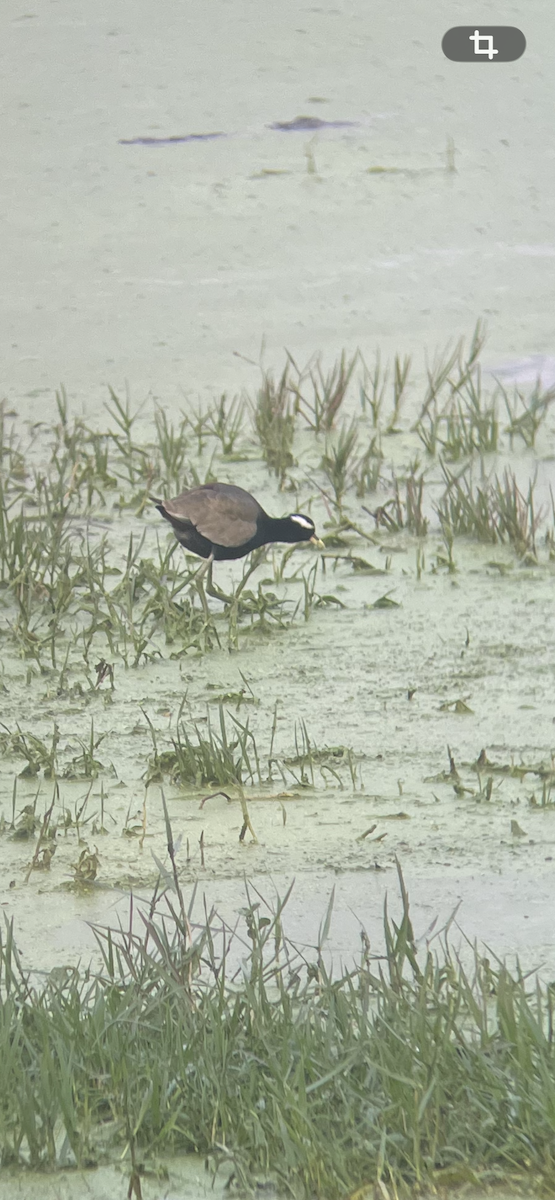 ostnák hnědoocasý - ML646261331