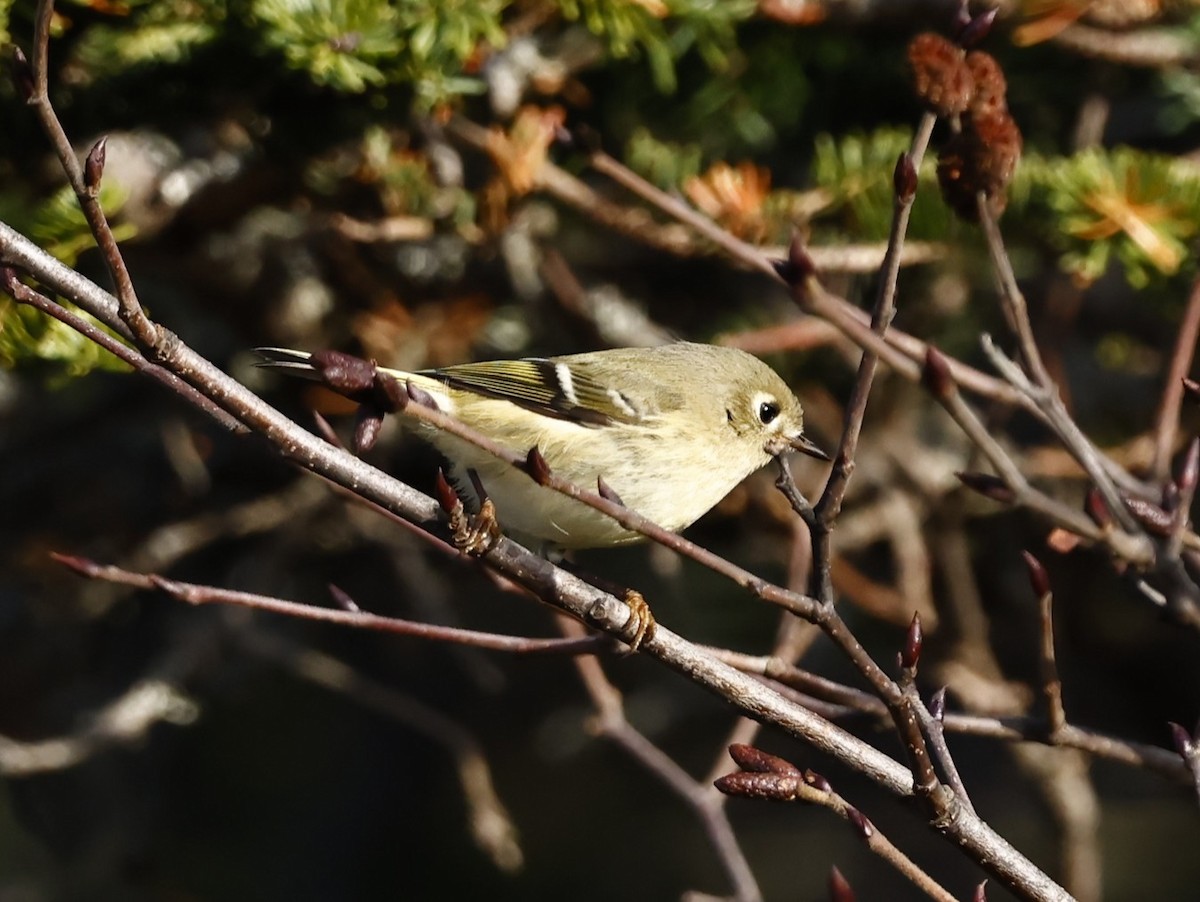 Ruby-crowned Kinglet - ML646261332