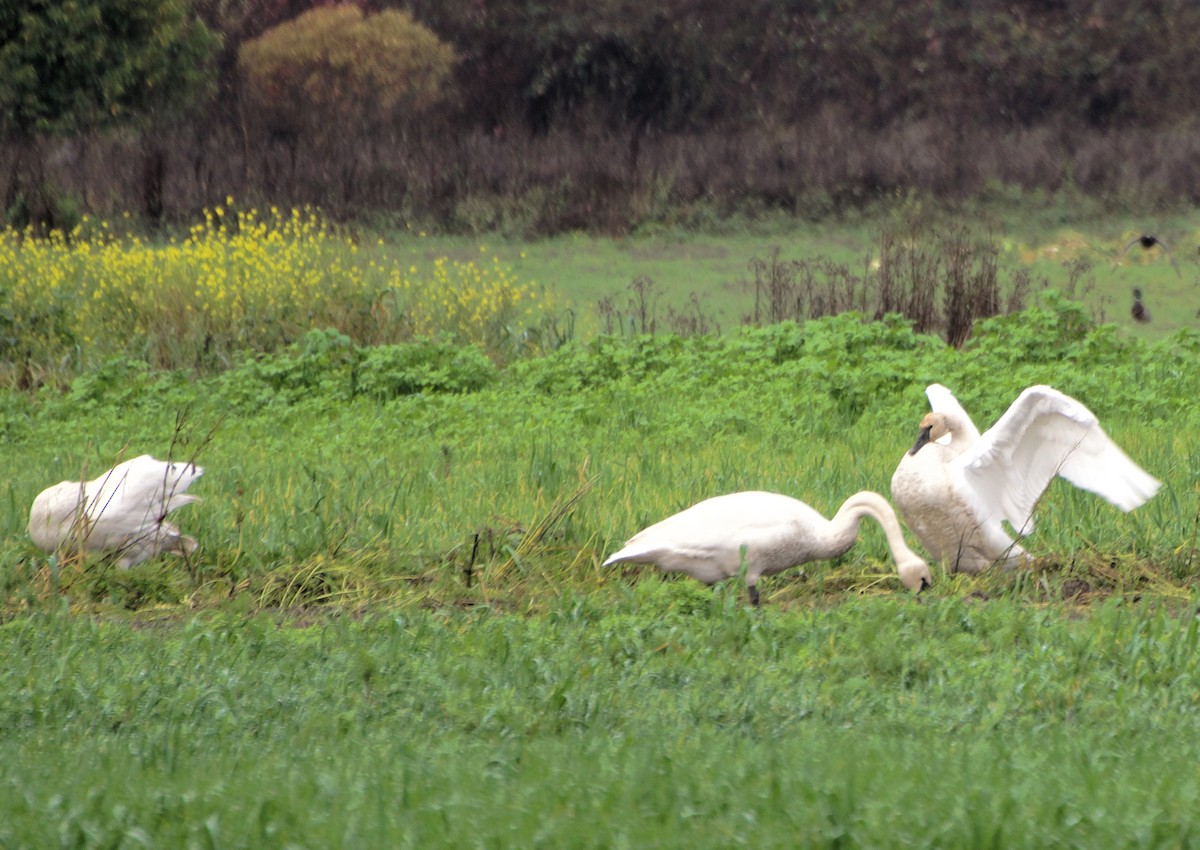 Borazancı Kuğu - ML646261334