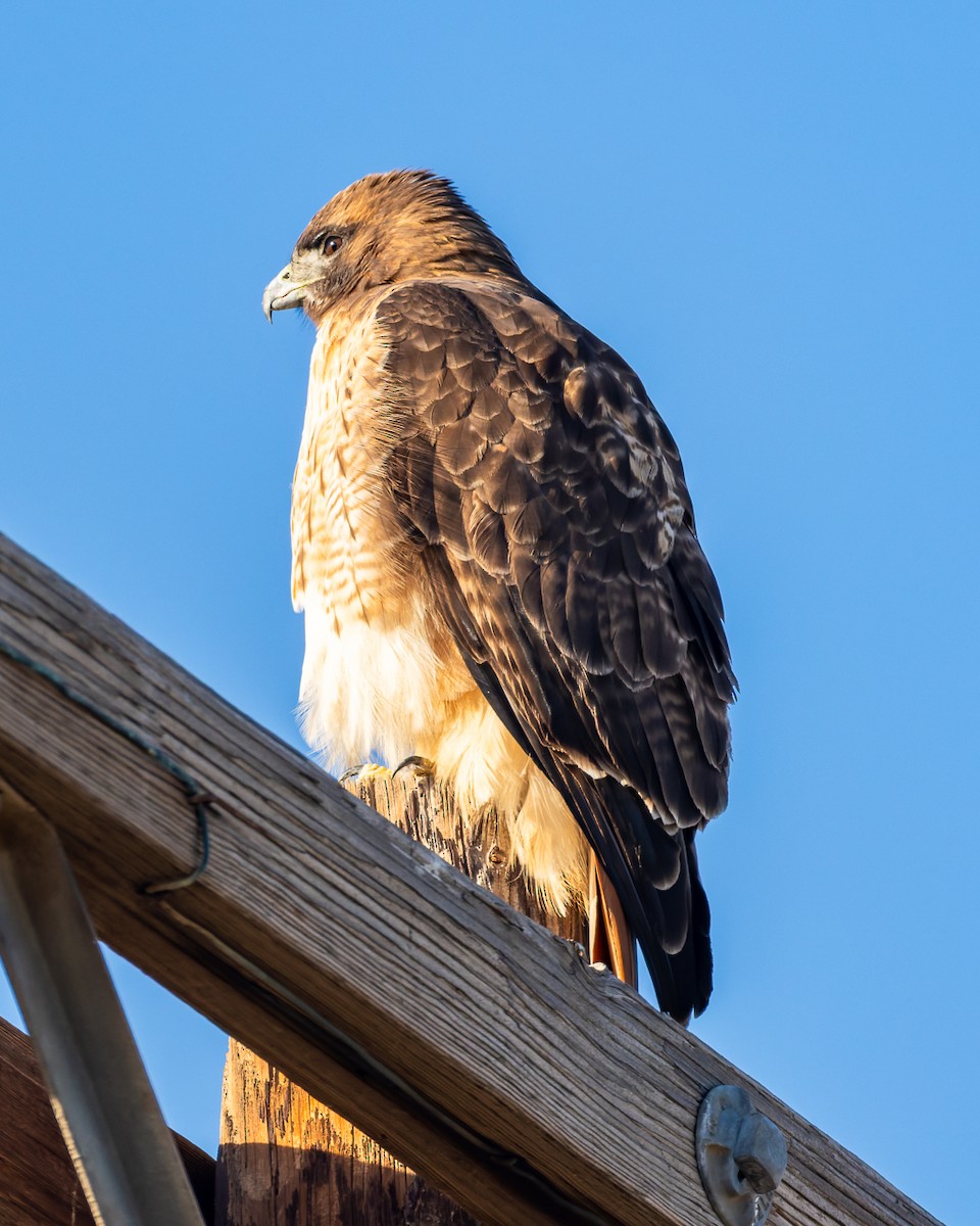 Kızıl Kuyruklu Şahin - ML646261335