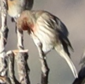 Ev Çütresi - ML646261336