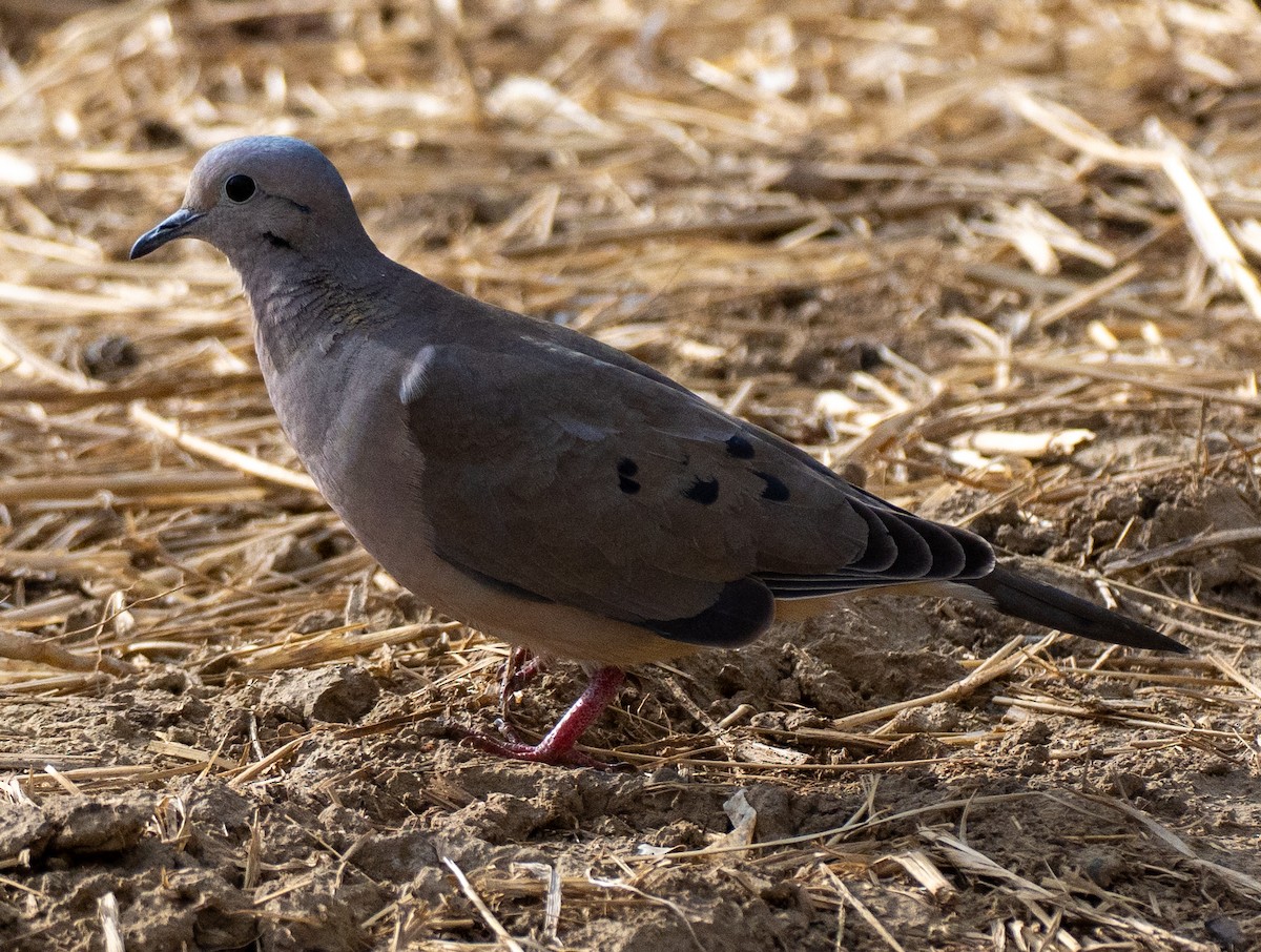 Küpeli Kumru - ML646261340