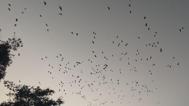 Red-crowned Amazon - ML646261342