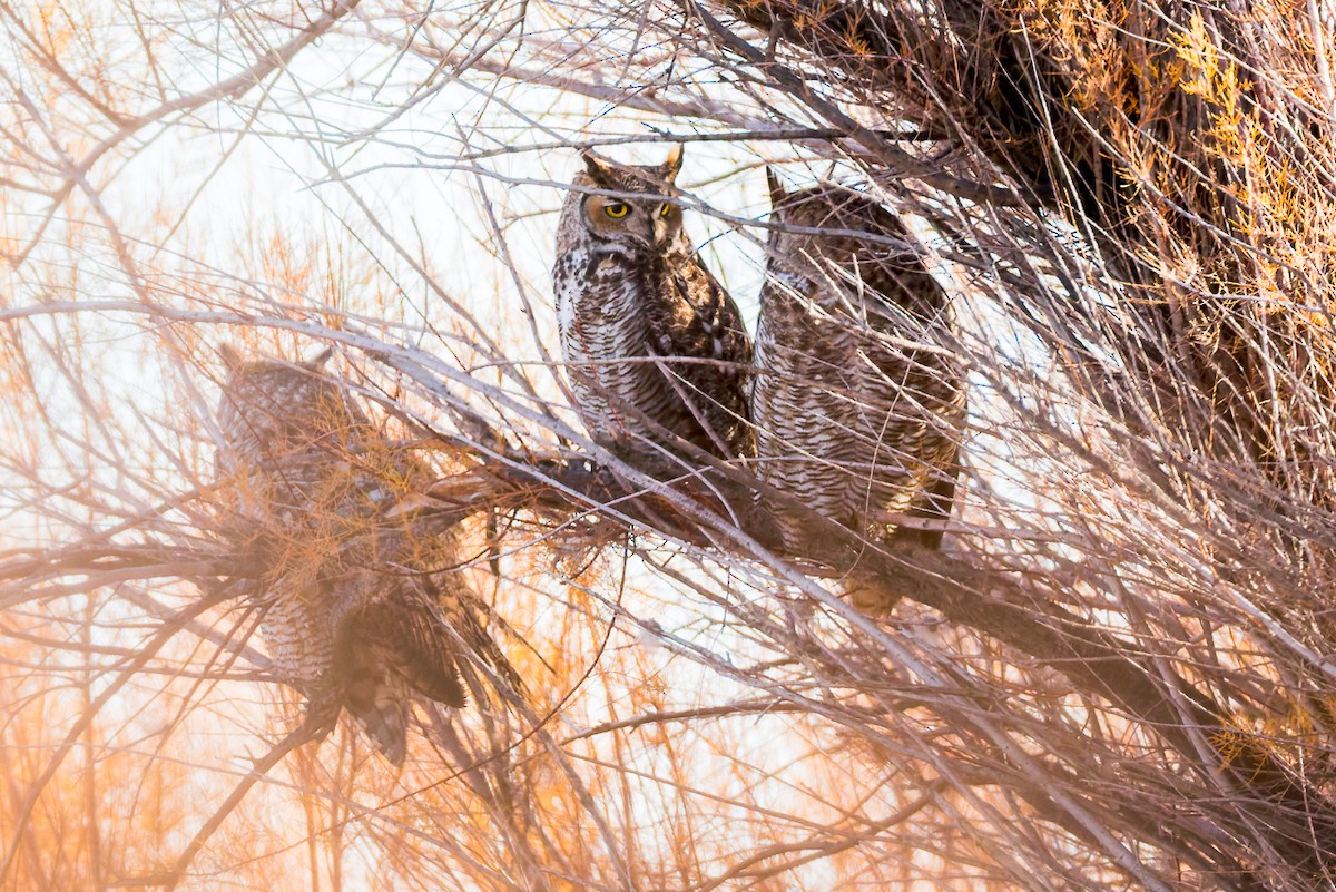 Amerika Puhusu - ML646261343