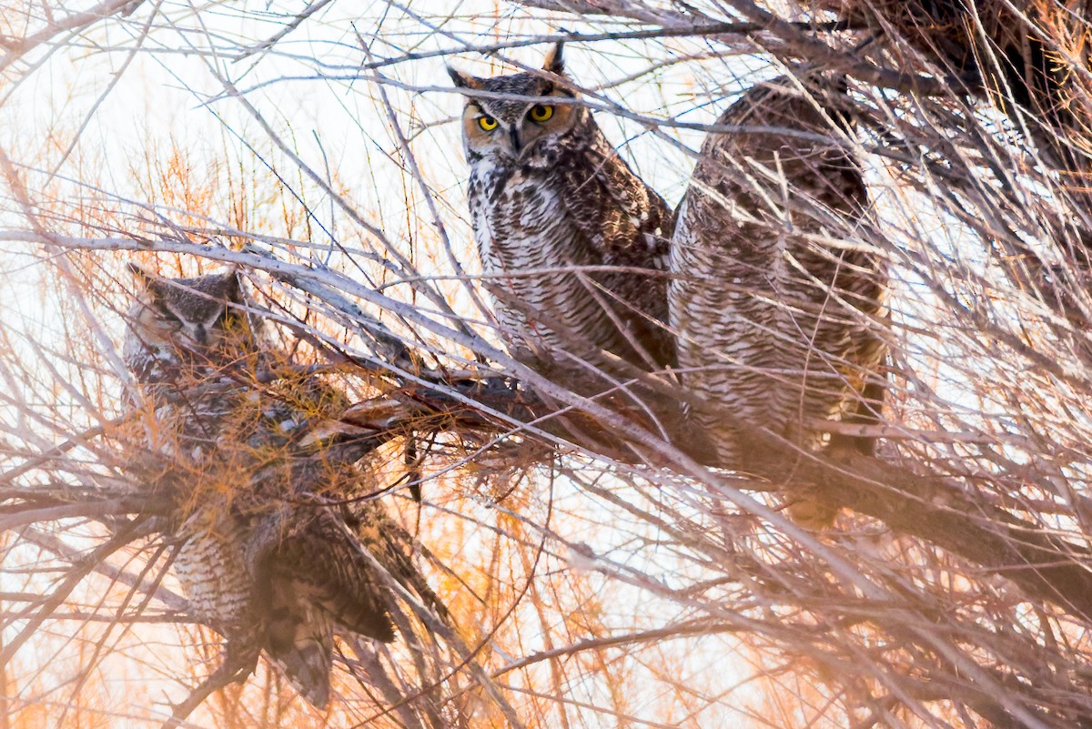 Amerika Puhusu - ML646261344