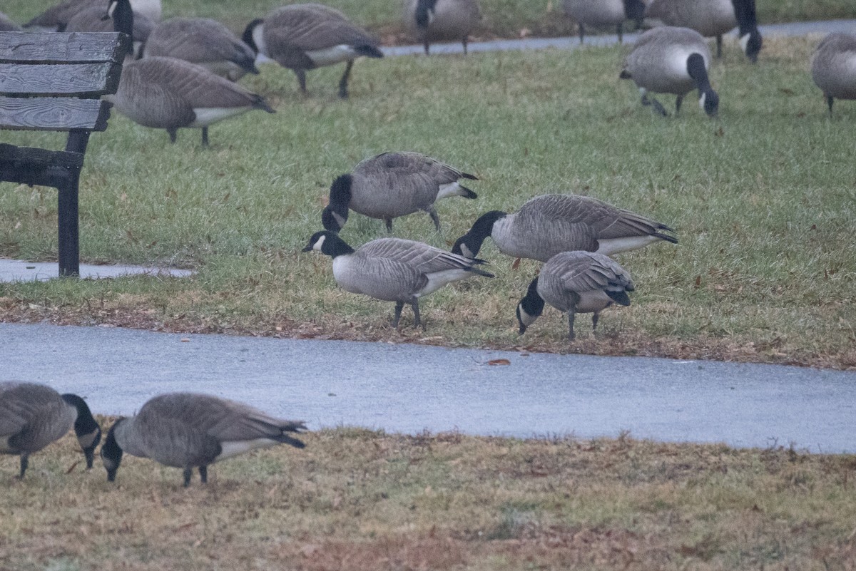 Cackling Goose (Richardson's) - ML646261346