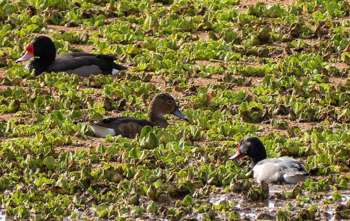 zrzohlávka peposaka - ML646261351