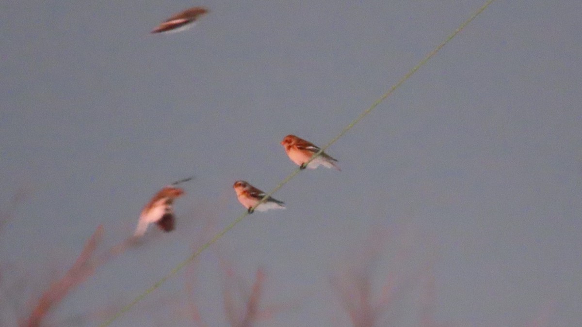 Snow Bunting - ML646261360