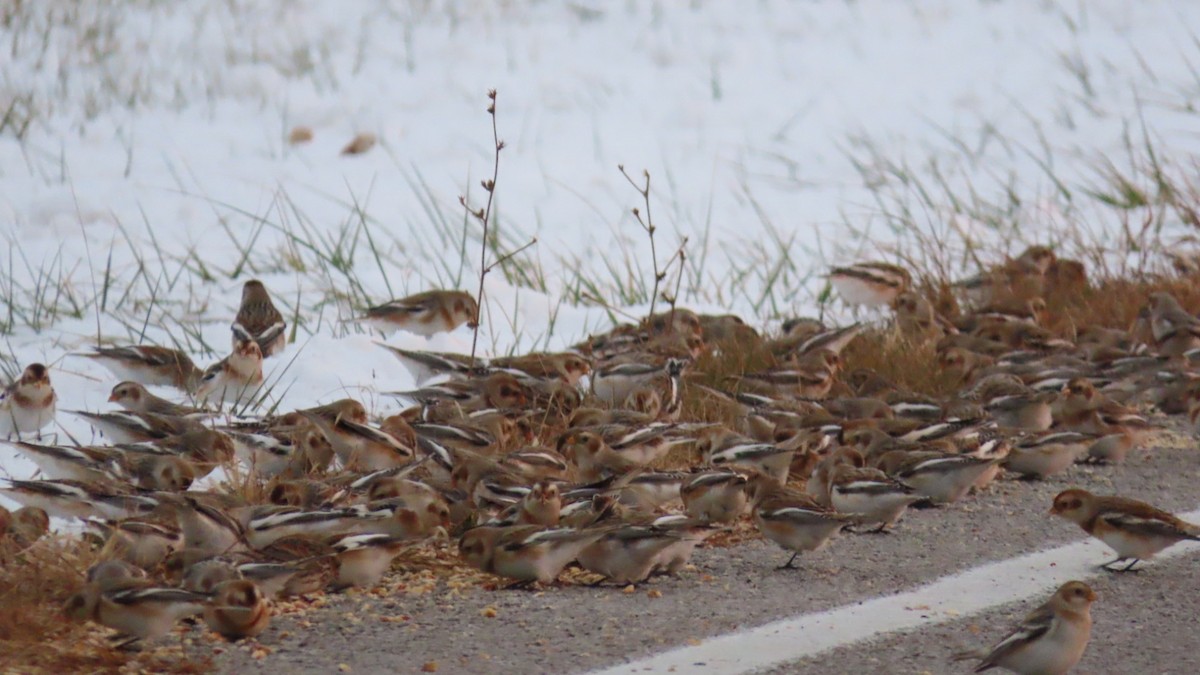 Snow Bunting - ML646261361