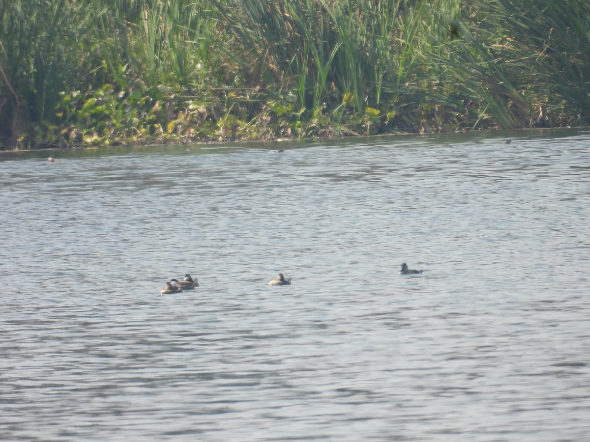 Савка американська - ML646261366