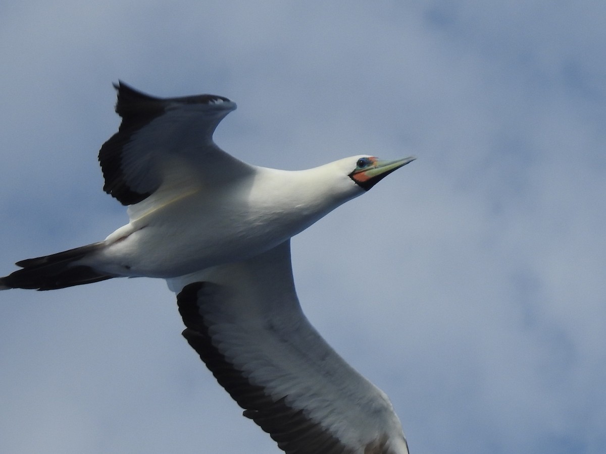 Red-footed Booby - ML646261370