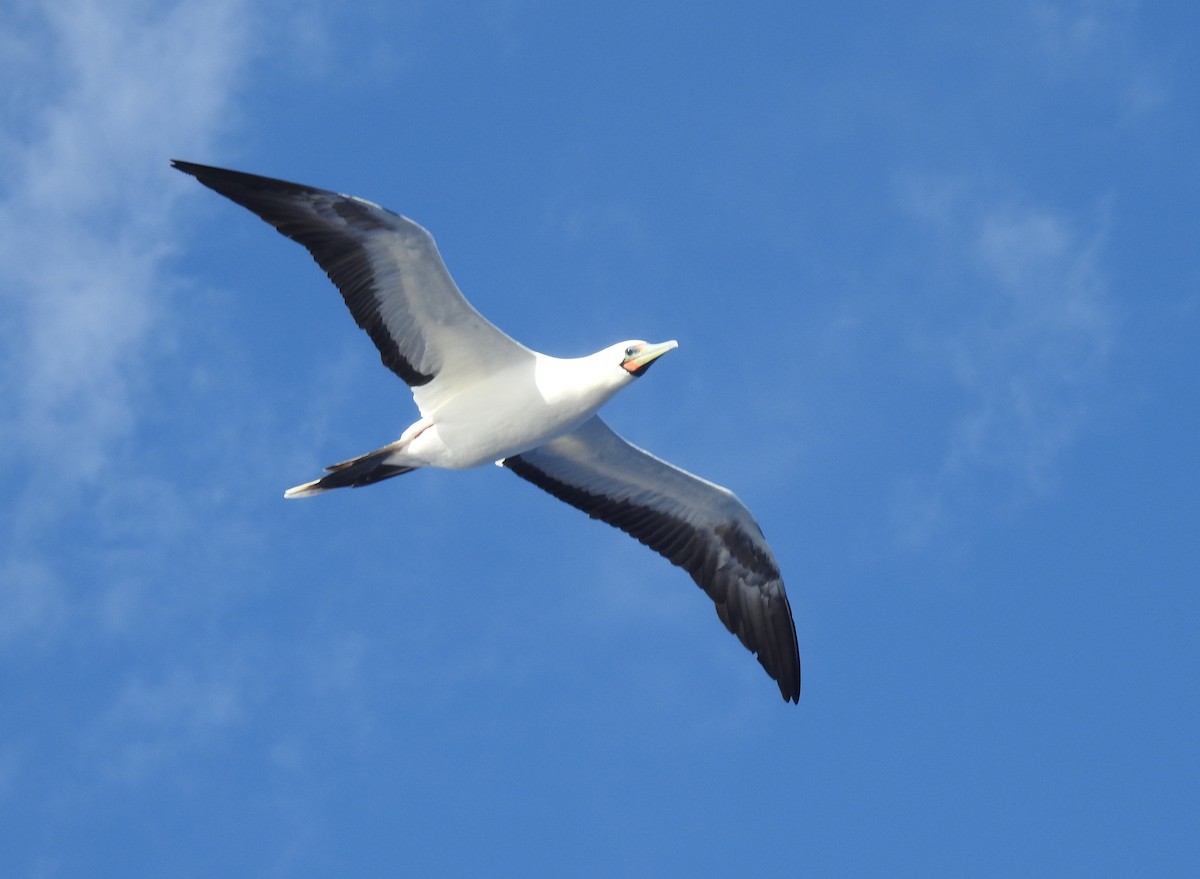 Red-footed Booby - ML646261372