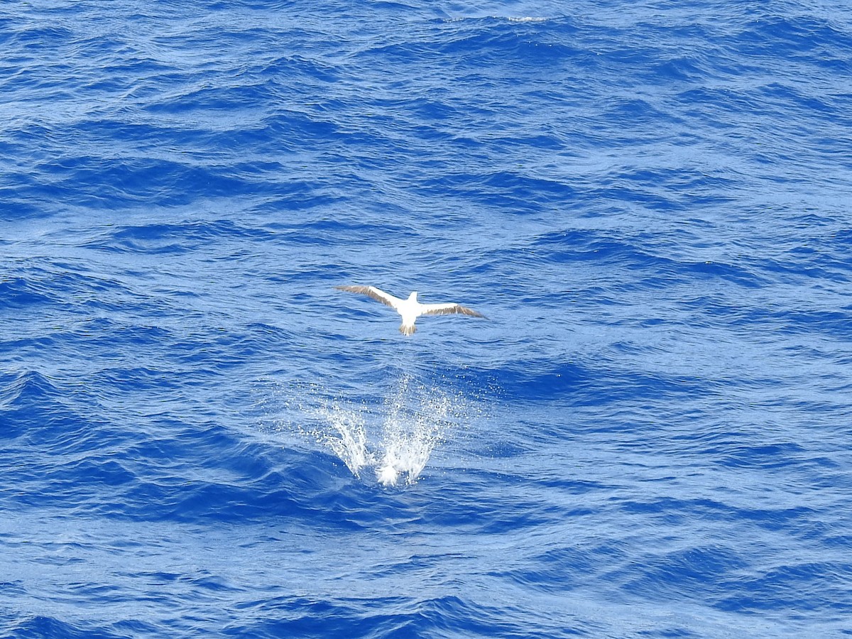 Red-footed Booby - ML646261373
