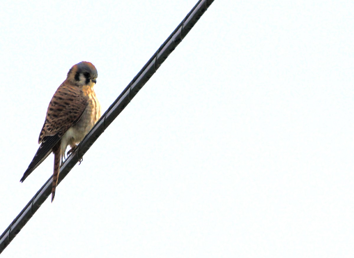 American Kestrel - ML646261379