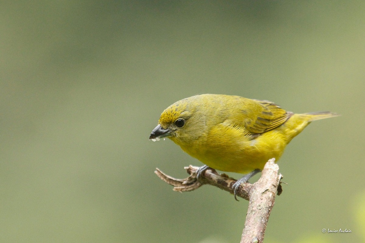 Thick-billed Euphonia - ML646261380