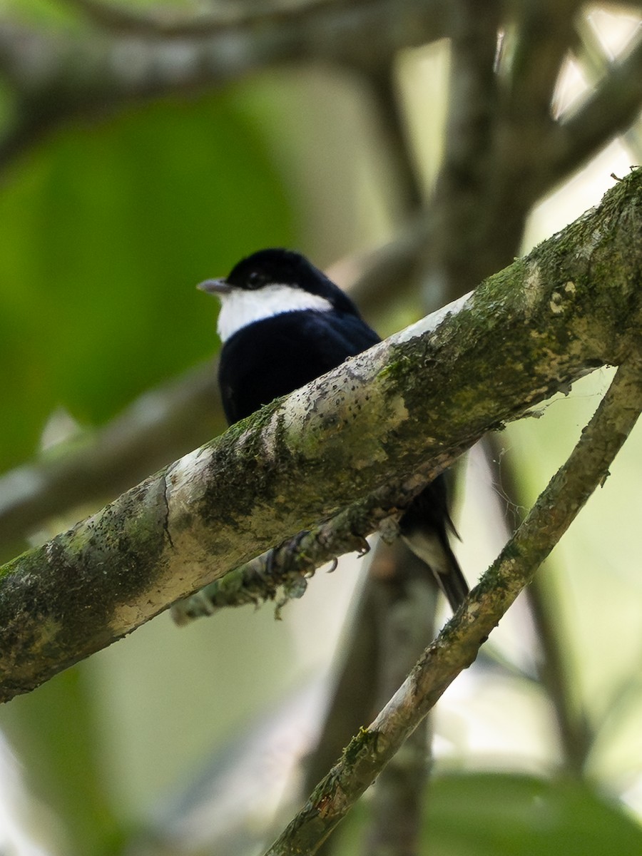 White-bibbed Manakin - ML646261381