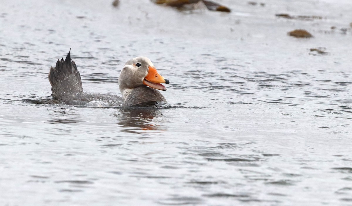 Falkland Steamer-Duck - ML646261388