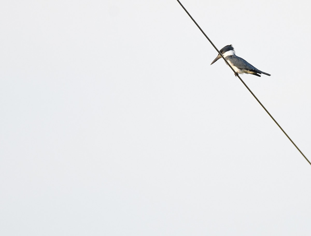 שלדג אמריקני - ML646261400