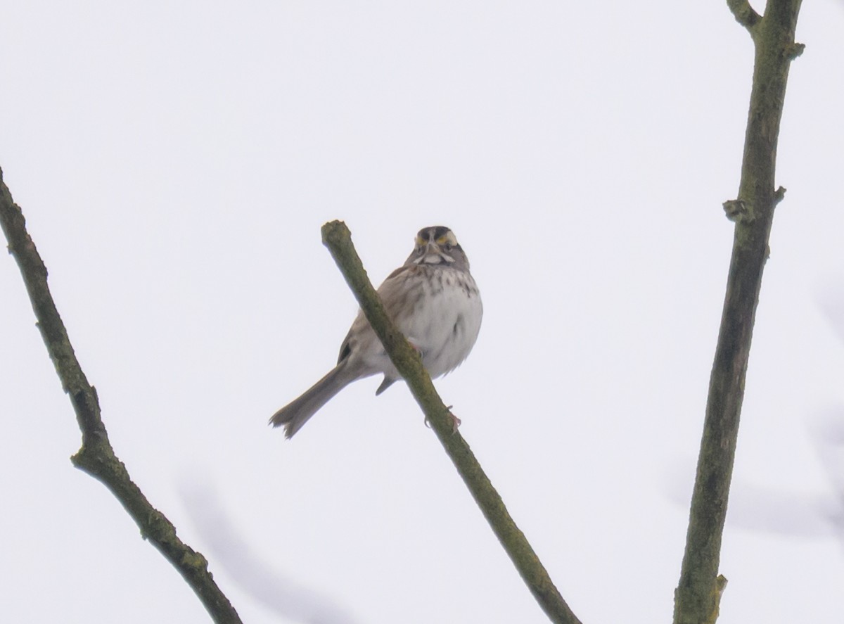 White-throated Sparrow - ML646261401