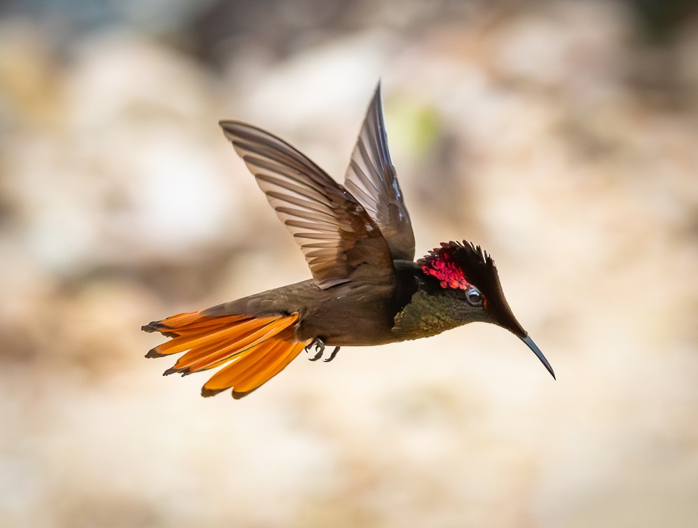 Ruby-topaz Hummingbird - ML646261407