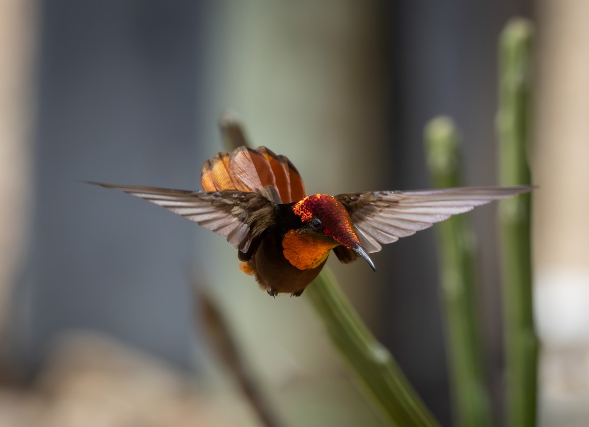 Ruby-topaz Hummingbird - ML646261408