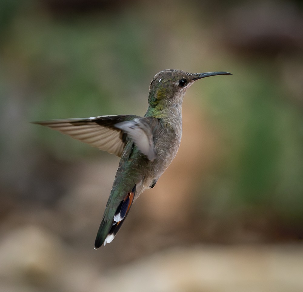 Ruby-topaz Hummingbird - ML646261409