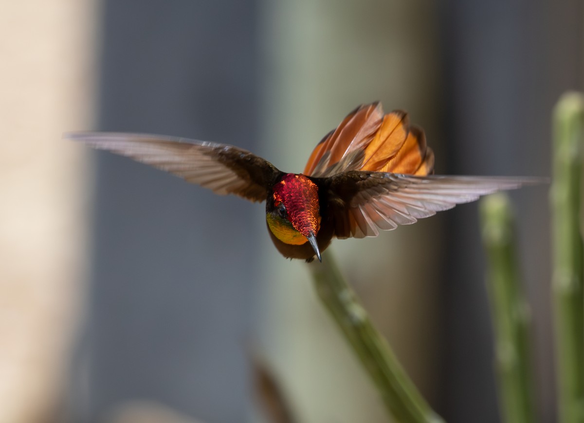 Ruby-topaz Hummingbird - ML646261410