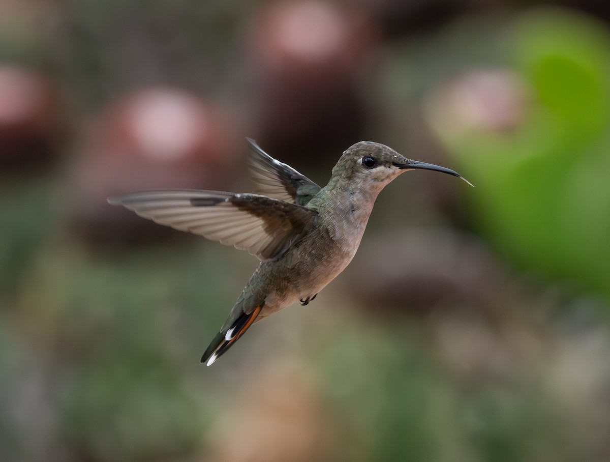 Ruby-topaz Hummingbird - ML646261411