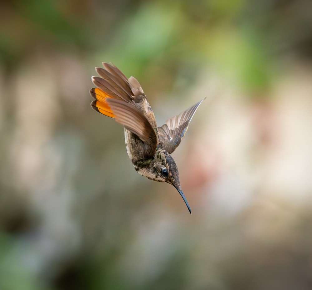 Ruby-topaz Hummingbird - ML646261412