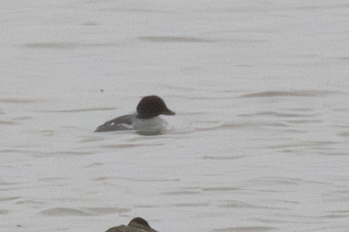Common Goldeneye - ML646261416