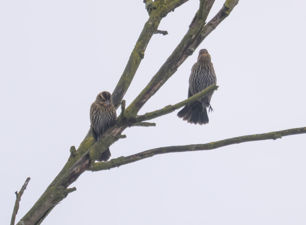 Red-winged Blackbird - ML646261418