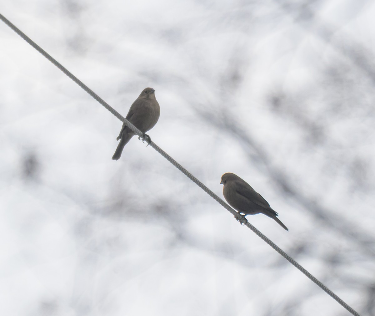 Braunkopf-Kuhstärling - ML646261428