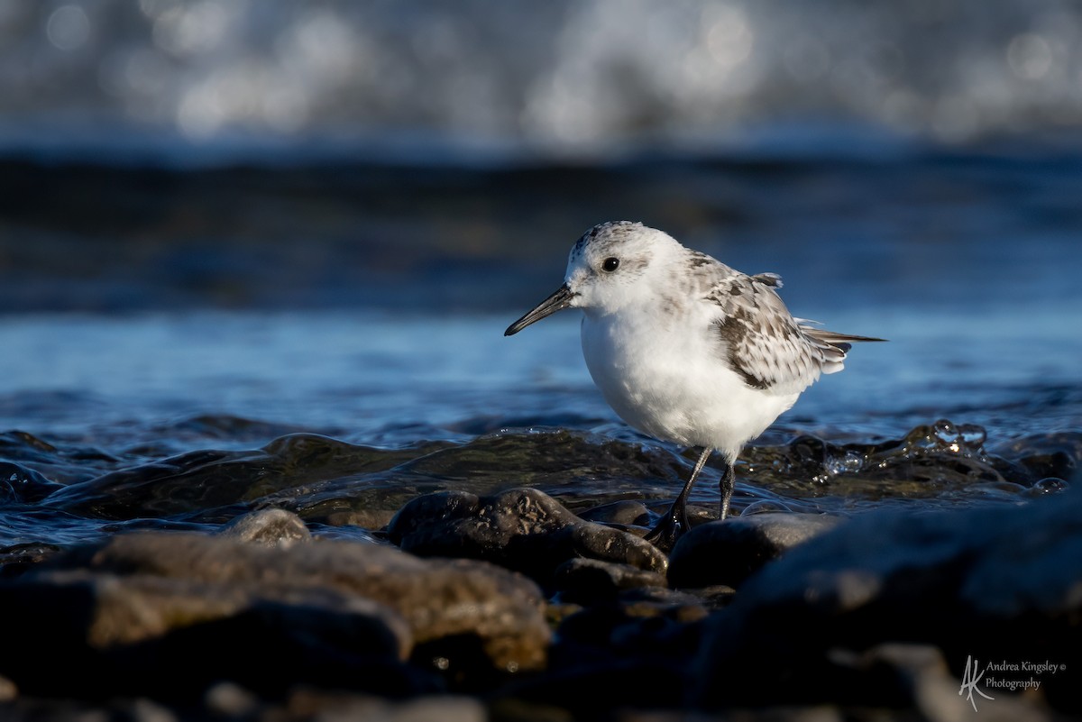 Sanderling - ML646261434