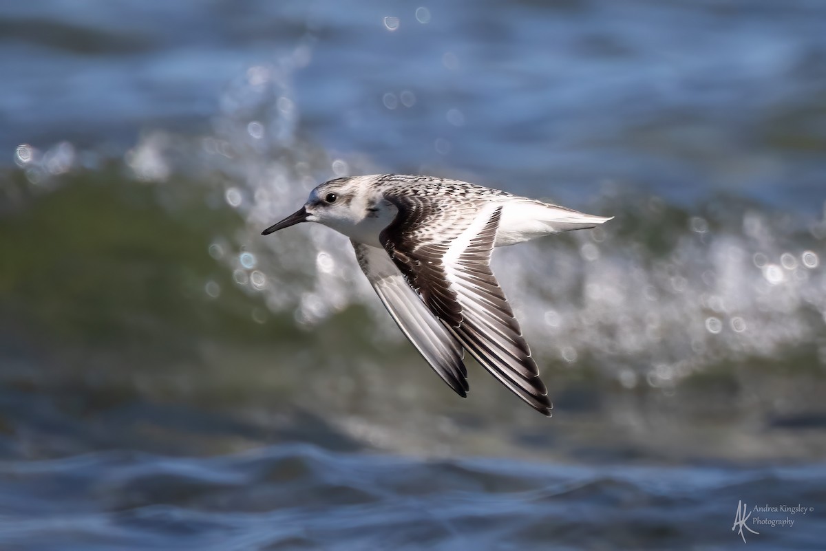 Sanderling - ML646261435